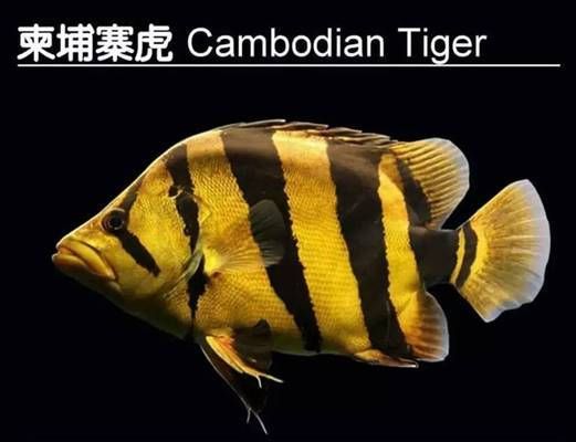 泰國虎魚品種及特征對比，泰國虎魚品種及特征對比分析 虎魚百科 第3張