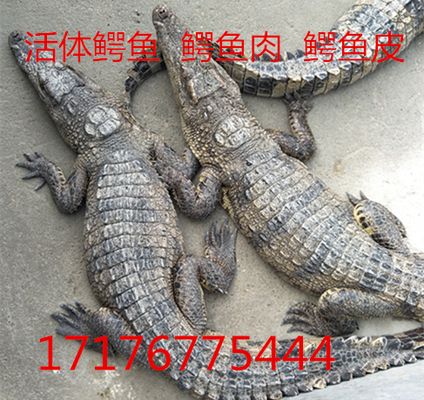 烏魯木齊虎魚，烏魯木齊虎魚市場(chǎng)價(jià)格 虎魚百科 第1張