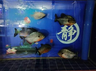 虎魚混養(yǎng)密度控制技巧，虎魚混養(yǎng)密度控制技巧虎魚混養(yǎng)密度控制技巧 虎魚百科 第4張