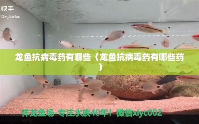 龍魚特效抗菌藥是什么，龍魚特效抗菌藥的使用誤區(qū) 龍魚百科 第4張