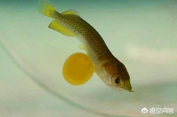 成年金龍魚植物性飼料選擇，成年金龍魚的植物性飼料選擇 觀賞魚市場（混養(yǎng)魚） 第2張