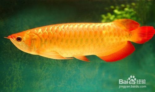 龍魚(yú)喂多大的小魚(yú)，關(guān)于龍魚(yú)喂食小魚(yú)的尺寸指南 龍魚(yú)百科 第1張