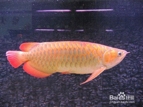 龍魚(yú)喂多大的小魚(yú)，關(guān)于龍魚(yú)喂食小魚(yú)的尺寸指南 龍魚(yú)百科 第4張