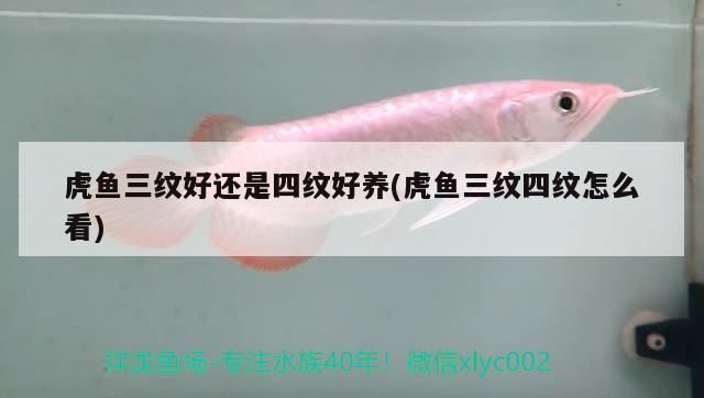 印尼四紋虎魚繁殖難點(diǎn)解析，印尼四紋虎魚的繁殖難度 虎魚百科 第6張