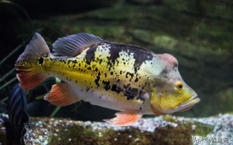 金龍魚繁殖期飼料選擇指南，金龍魚繁殖期飼料的選擇 觀賞魚市場（混養(yǎng)魚） 第1張