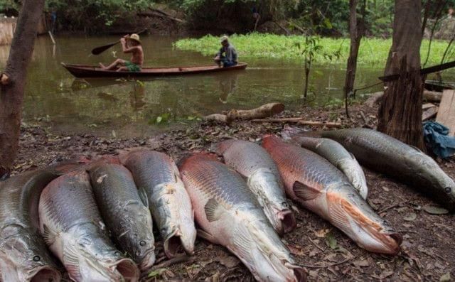 海象魚(yú)在野外的天敵有哪些，海象魚(yú)在野外的天敵有哪些？ 虎魚(yú)百科 第3張