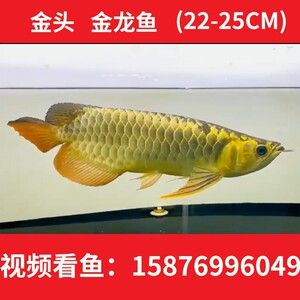 金龍魚魚苗批發(fā)價格表大全最新，金龍魚魚苗批發(fā)價格表 龍魚百科 第5張