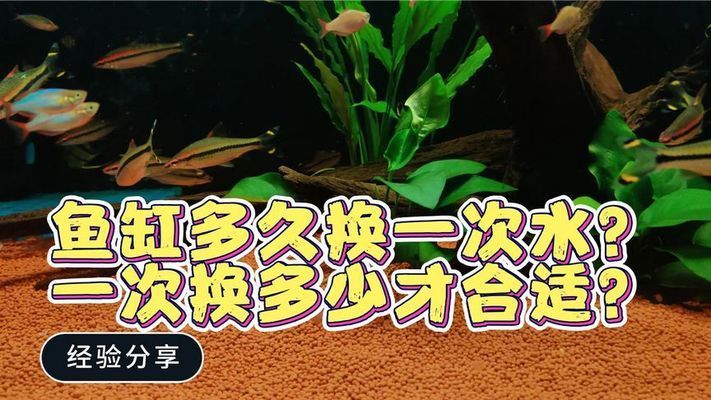 魚(yú)缸可以多久不換水，如何判斷魚(yú)缸換水的最佳時(shí)間段不同魚(yú)種對(duì)換水頻率的要求 魚(yú)缸百科 第6張