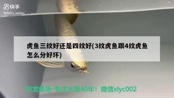 三紋虎魚的日?；顒右?guī)律，三紋虎魚的日?；顒右?guī)律主要包括進食、休息等方面 虎魚百科 第4張