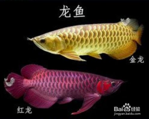 魚缸啥魚好養(yǎng)，如何選擇適合自己的魚缸 魚缸百科 第3張