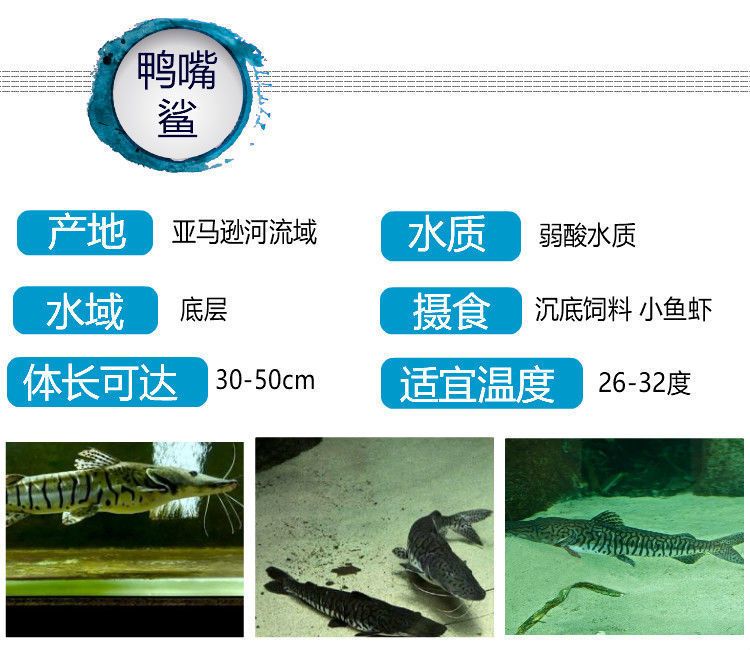 鴨嘴鯊魚(yú)適宜水溫范圍，鴨嘴鯊魚(yú)適宜水溫范圍為22-28℃