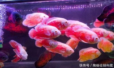 巴西亞魚適宜的水溫范圍，巴西亞魚適宜的水溫范圍是24-28攝氏度 觀賞魚市場(chǎng)（混養(yǎng)魚） 第1張