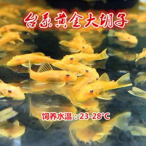 女王大帆魚水溫控制技巧，女王大帆魚水溫控制技巧：女王大帆魚水質(zhì)管理要點 觀賞魚市場（混養(yǎng)魚） 第5張