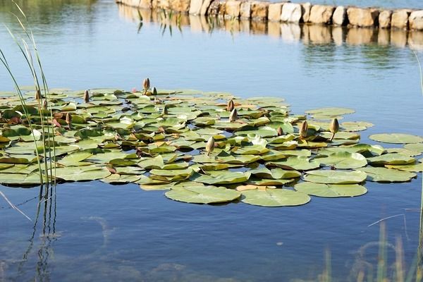 奧里諾三間魚養(yǎng)殖技巧，奧里諾三間魚養(yǎng)殖技巧包括：選擇健康、活潑的魚苗 觀賞魚市場(chǎng)（混養(yǎng)魚） 第4張