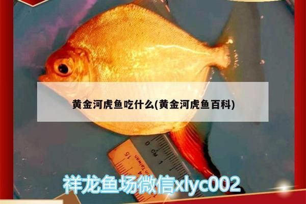 黃金河虎魚飼料選擇指南，黃金河虎魚飼料選擇指南, 虎魚百科 第2張