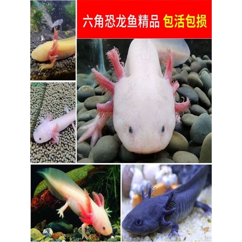 六角恐龍魚介紹100個字 !，六角恐龍魚的飼養(yǎng)技巧 龍魚百科 第3張