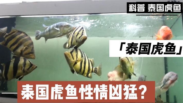 泰國(guó)虎魚(yú)雌雄辨別技巧，如何辨別泰國(guó)虎魚(yú)的公母 虎魚(yú)百科 第3張