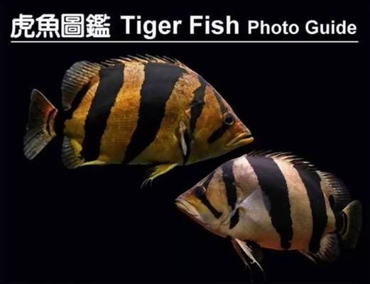 泰國(guó)虎魚(yú)雌雄辨別技巧，如何辨別泰國(guó)虎魚(yú)的公母 虎魚(yú)百科 第5張