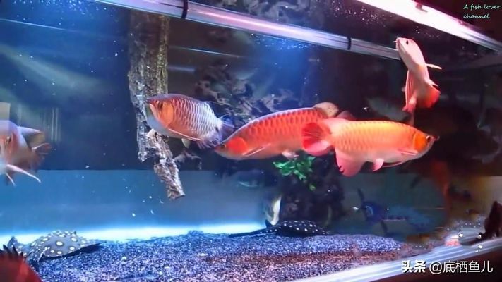 龍魚打架會打死嗎，龍魚打架會導致死亡嗎 龍魚百科 第4張