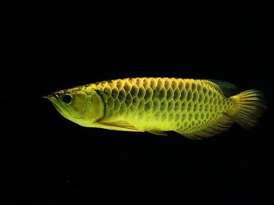 龍魚(yú)為什么會(huì)死掉，龍魚(yú)死亡原因可能是多方面的，飼養(yǎng)龍魚(yú)常見(jiàn)疾病的技巧 龍魚(yú)百科 第4張