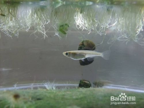 虎魚繁殖缸布置指南，虎魚繁殖缸布置指南虎魚繁殖缸布置指南，虎魚繁殖缸布置指南 虎魚百科 第5張