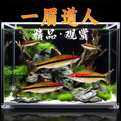 黑影道人魚適宜的水草種類，關(guān)于黑影道人魚適宜的水草種類沒有完全相關(guān)的直接答案 魚缸百科 第1張