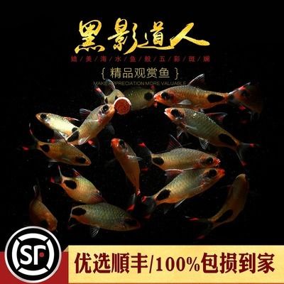 黑影道人魚適宜的水草種類，關(guān)于黑影道人魚適宜的水草種類沒有完全相關(guān)的直接答案 魚缸百科 第2張