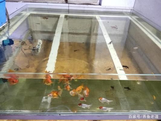 熱帶魚(yú)混養(yǎng)水溫控制技巧，混養(yǎng)熱帶魚(yú)時(shí)，水溫控制是關(guān)鍵 虎魚(yú)百科 第6張