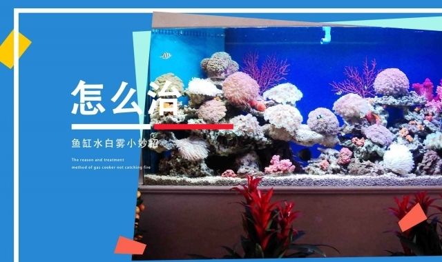 魚缸水白霧狀最佳解決方案，如何快速建立魚缸硝化系統(tǒng)？蛋白蟲對魚缸水質(zhì)影響及防治方法 魚缸百科 第3張