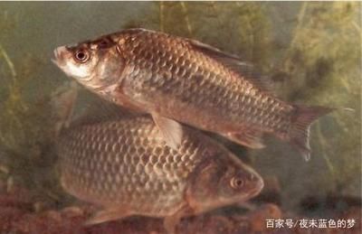 混養(yǎng)魚類空間需求研究，混養(yǎng)魚類活動(dòng)空間分配策略混養(yǎng)魚類活動(dòng)空間分配策略 虎魚百科 第1張