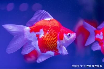 大日玉鯖魚的日常護理要點，大日玉鯖魚混養(yǎng)注意事項，大日玉鯖魚繁殖周期 觀賞魚市場（混養(yǎng)魚） 第2張