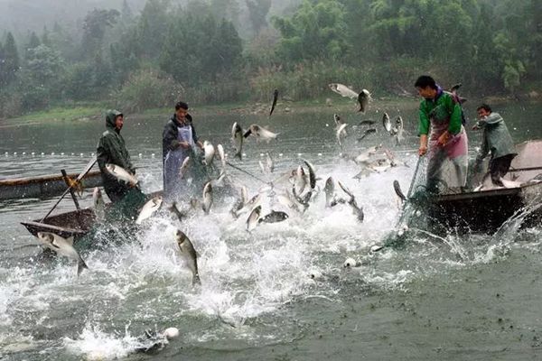 元寶鯽混養(yǎng)的最佳池塘條件，元寶鯽混養(yǎng)的最佳池塘條件包括：元寶鯽混養(yǎng)的最佳池塘條件 觀賞魚市場（混養(yǎng)魚） 第1張