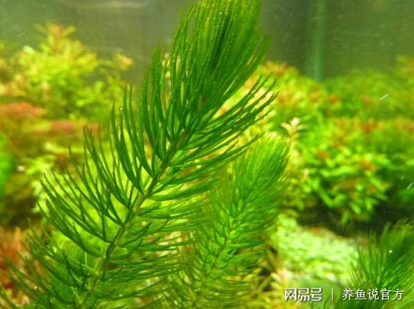 魚缸推薦水草種類，水草養(yǎng)護(hù)技巧有哪些 魚缸百科 第3張