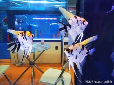 埃及神仙魚混養(yǎng)水溫控制技巧，埃及神仙魚混養(yǎng)時水溫控制的一些技巧 觀賞魚市場（混養(yǎng)魚） 第3張