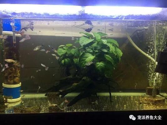 魚缸可以不換水一直加水嗎視頻，如何建立和維護魚缸水質檢測方法 魚缸百科 第6張