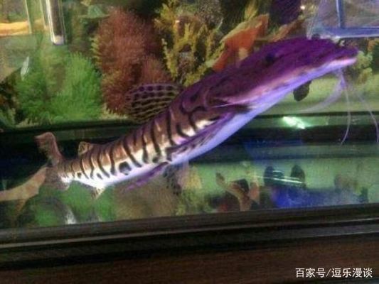 龍魚鯊魚混養(yǎng) 龍魚百科 第1張