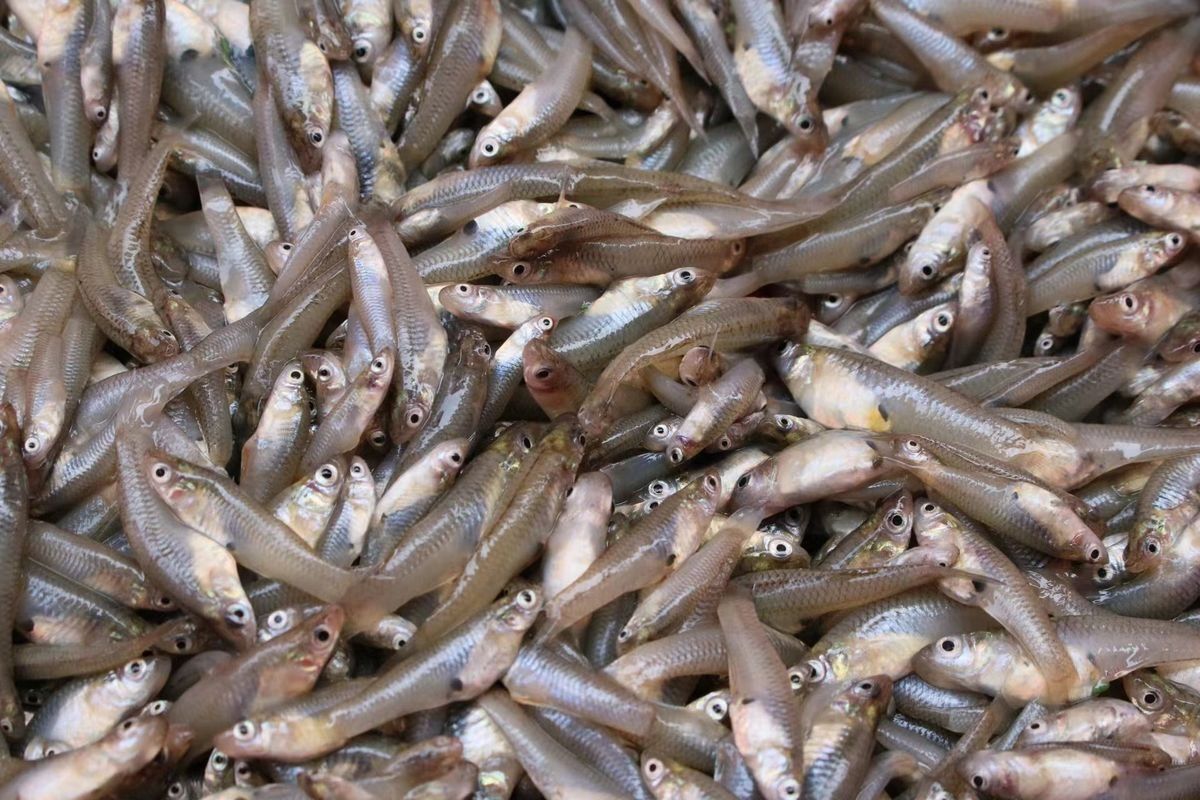 龍魚喂什么飼料魚，關(guān)于龍魚飼料魚的選擇建議 龍魚百科 第4張