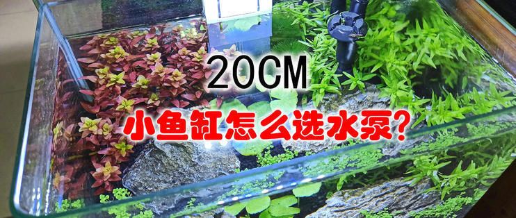 魚缸潛水泵過濾效果，如何選擇適合魚缸的潛水泵？ 魚缸百科 第6張