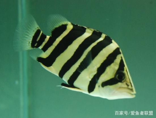 四紋虎魚混養(yǎng)伴侶選擇指南，四紋虎魚混養(yǎng)風水寓意，四紋虎魚混養(yǎng)風水寓意寓意 虎魚百科 第2張