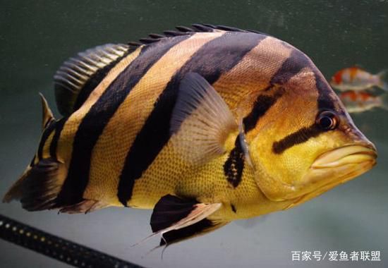 四紋虎魚混養(yǎng)伴侶選擇指南，四紋虎魚混養(yǎng)風水寓意，四紋虎魚混養(yǎng)風水寓意寓意 虎魚百科 第3張