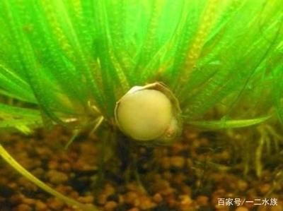 魚缸藻類控制技巧，有效的魚缸藻類控制技巧 虎魚百科 第4張