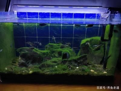 魚缸藻類控制技巧，有效的魚缸藻類控制技巧 虎魚百科 第5張