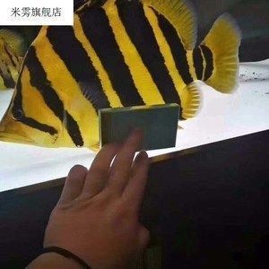 四紋虎魚繁殖環(huán)境優(yōu)化技巧，四紋虎魚繁殖期飼料配方 虎魚百科 第4張