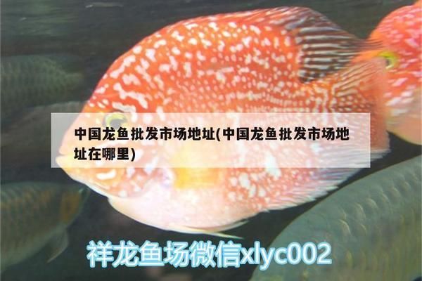 龍魚批發(fā)市場一手貨源在哪里啊，廣州龍魚批發(fā)市場 龍魚百科 第1張