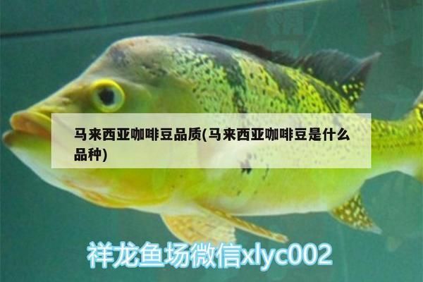 馬來西亞咖啡豆的產(chǎn)地介紹，馬來西亞咖啡豆 觀賞魚市場(chǎng)（混養(yǎng)魚） 第4張