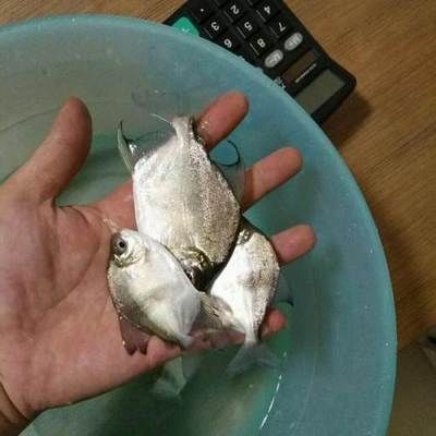 粗線銀板魚苗飼料配方，關于粗線銀板魚苗飼料的具體配方 觀賞魚市場（混養(yǎng)魚） 第4張