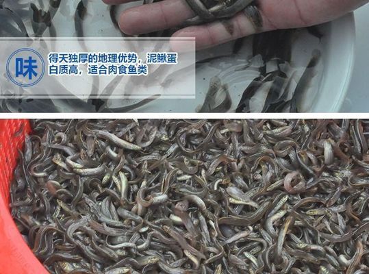 龍魚喂活泥鰍，活泥鰍的喂食方法 龍魚百科 第3張