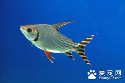 紅頭利魚細(xì)菌性敗血癥預(yù)防，如何提高魚類免疫力