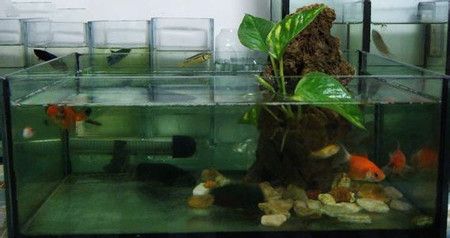 四紋虎魚缸內植物布局技巧，四紋虎魚缸內的植物布局技巧 虎魚百科 第1張