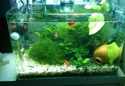 四紋虎魚缸內植物布局技巧，四紋虎魚缸內的植物布局技巧 虎魚百科 第2張